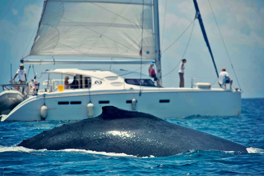 fare_whale